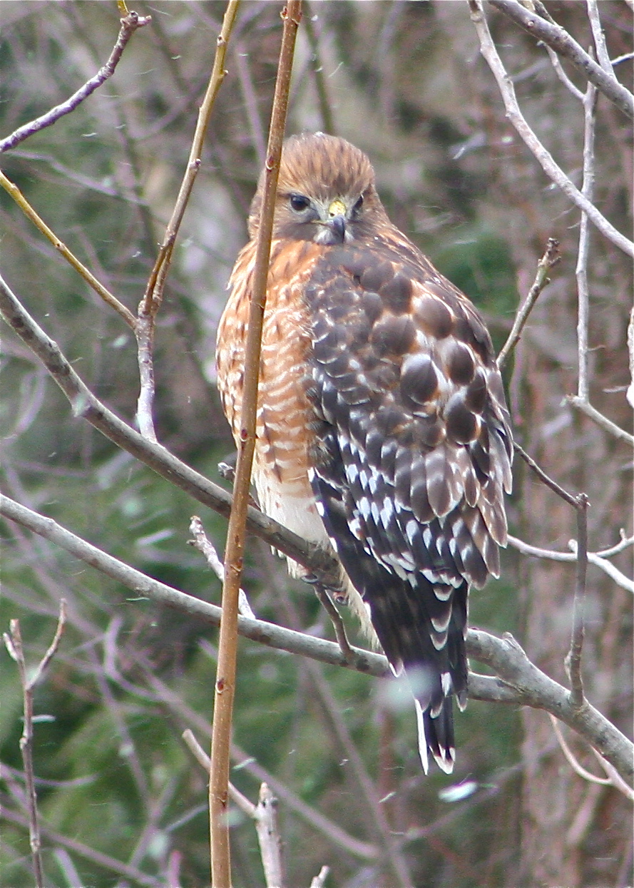 Red Shouldered Hawk - New England