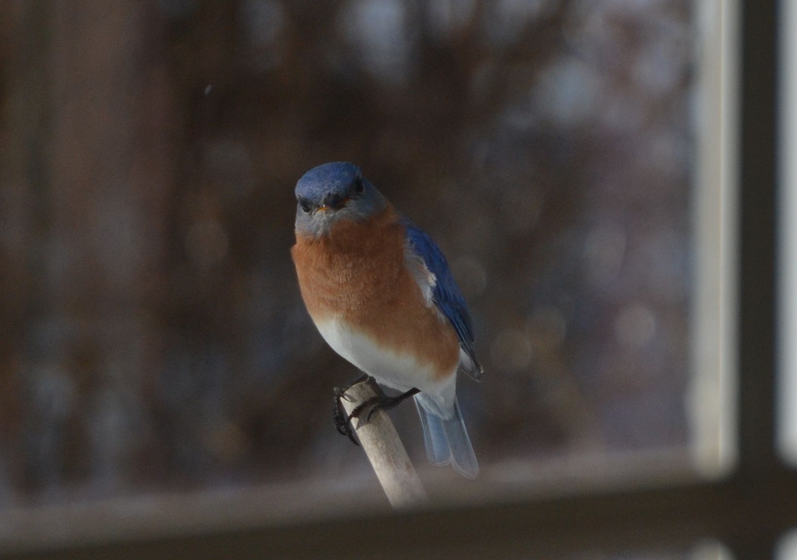Bluebird In Harwichport (user submitted)