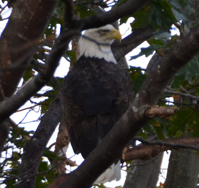 Bald Eagle (user submitted)