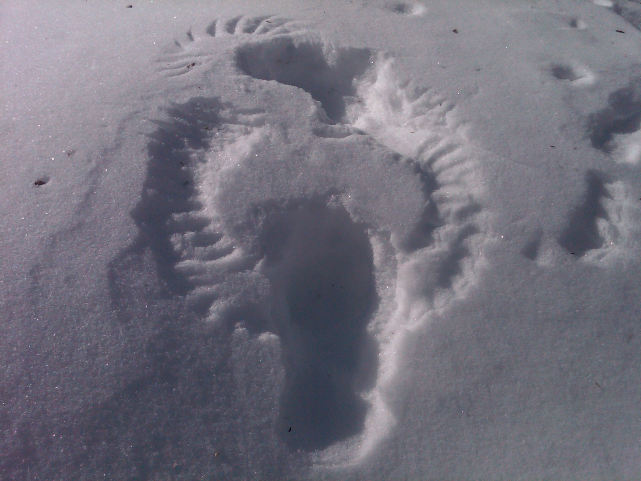 Eagle Imprint In Snow (user submitted)