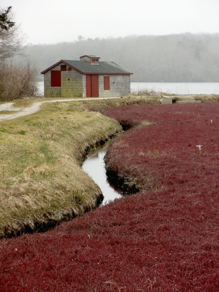 Cranberry Bog At Wing Pond New England