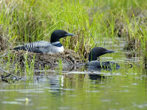 Two Loons (user submitted)