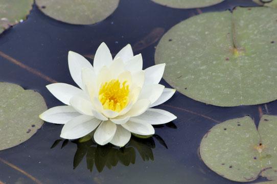 Water Lily (user submitted)
