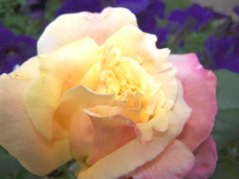 Yellow Rose (user submitted)