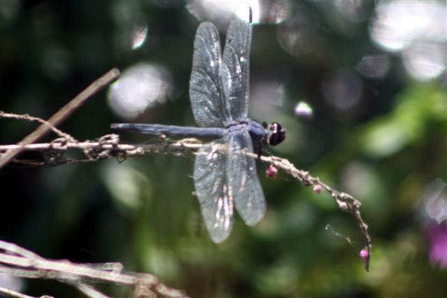 Dragonfly (user submitted)