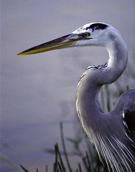 Great Blue Heron (user submitted)