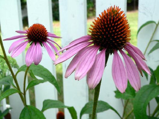 Purple Cone Flowers (user submitted)