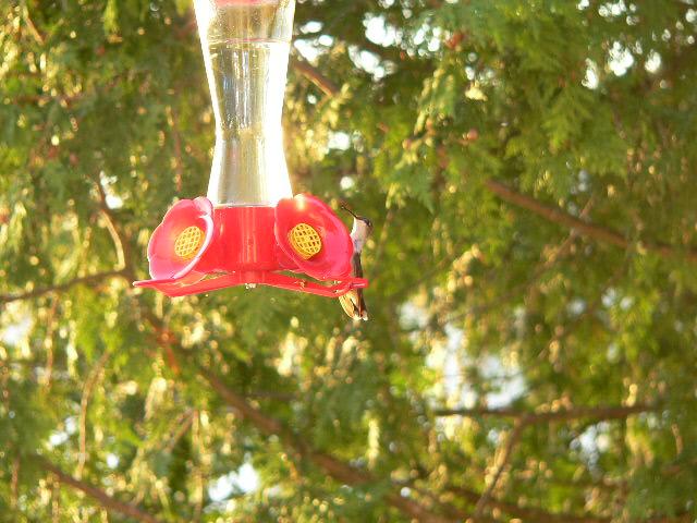 Hummingbird (user submitted)