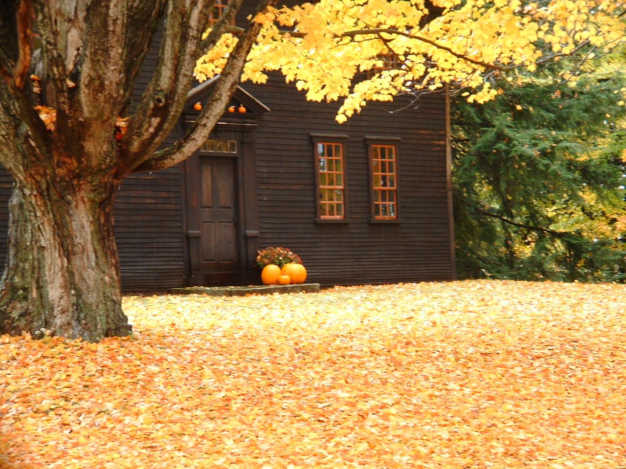 Orange In Autumn (user submitted)