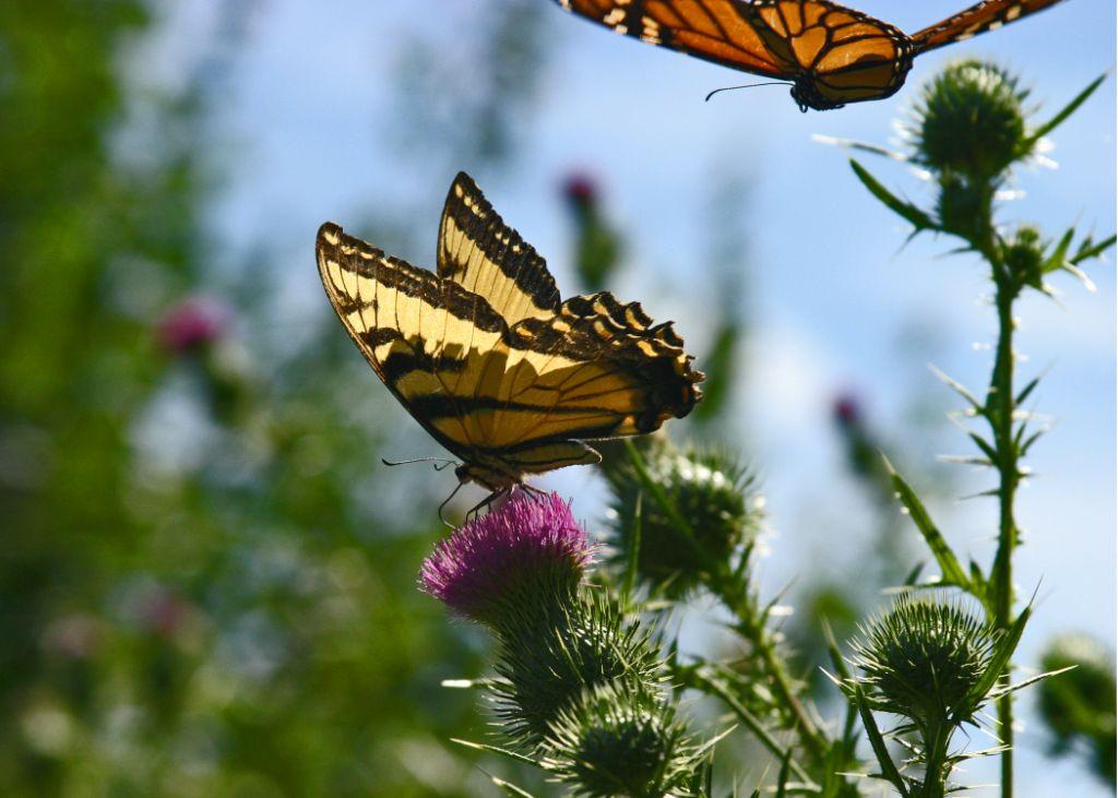 Swallowtail and Monarch (user submitted)