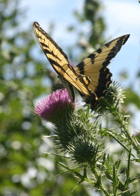 Yellow Swallowtail (user submitted)