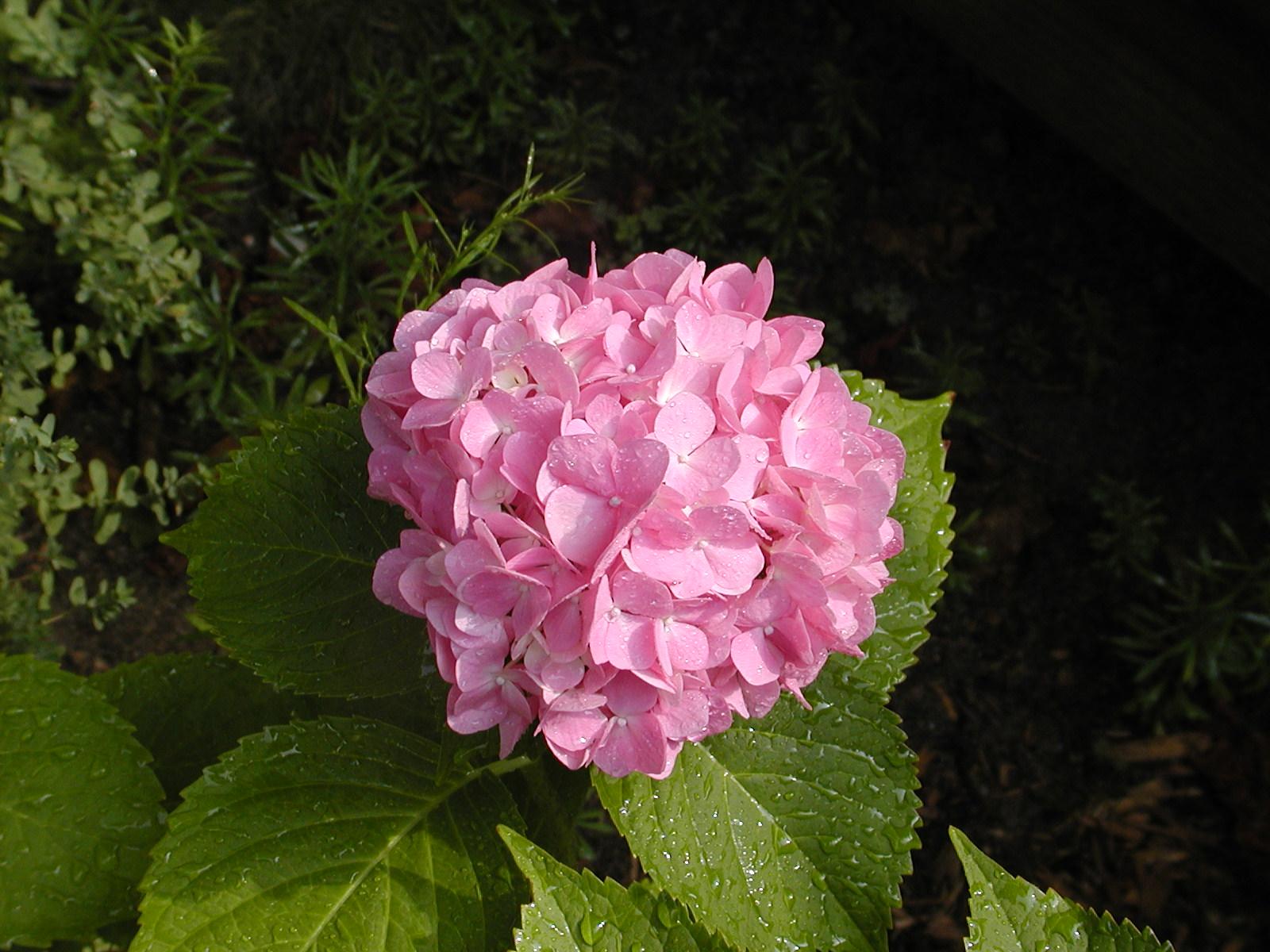 Summer Hydrangea (user submitted)