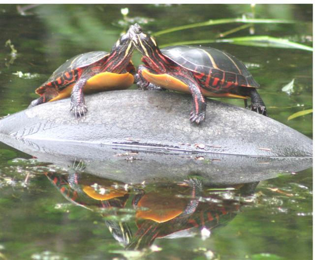 Turtles (user submitted)