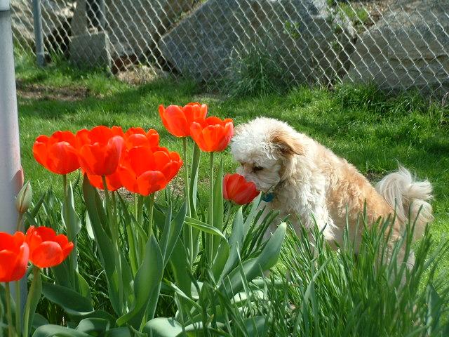 Benji Smelling The Tulips (user submitted)