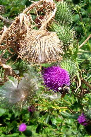 Thistle (user submitted)