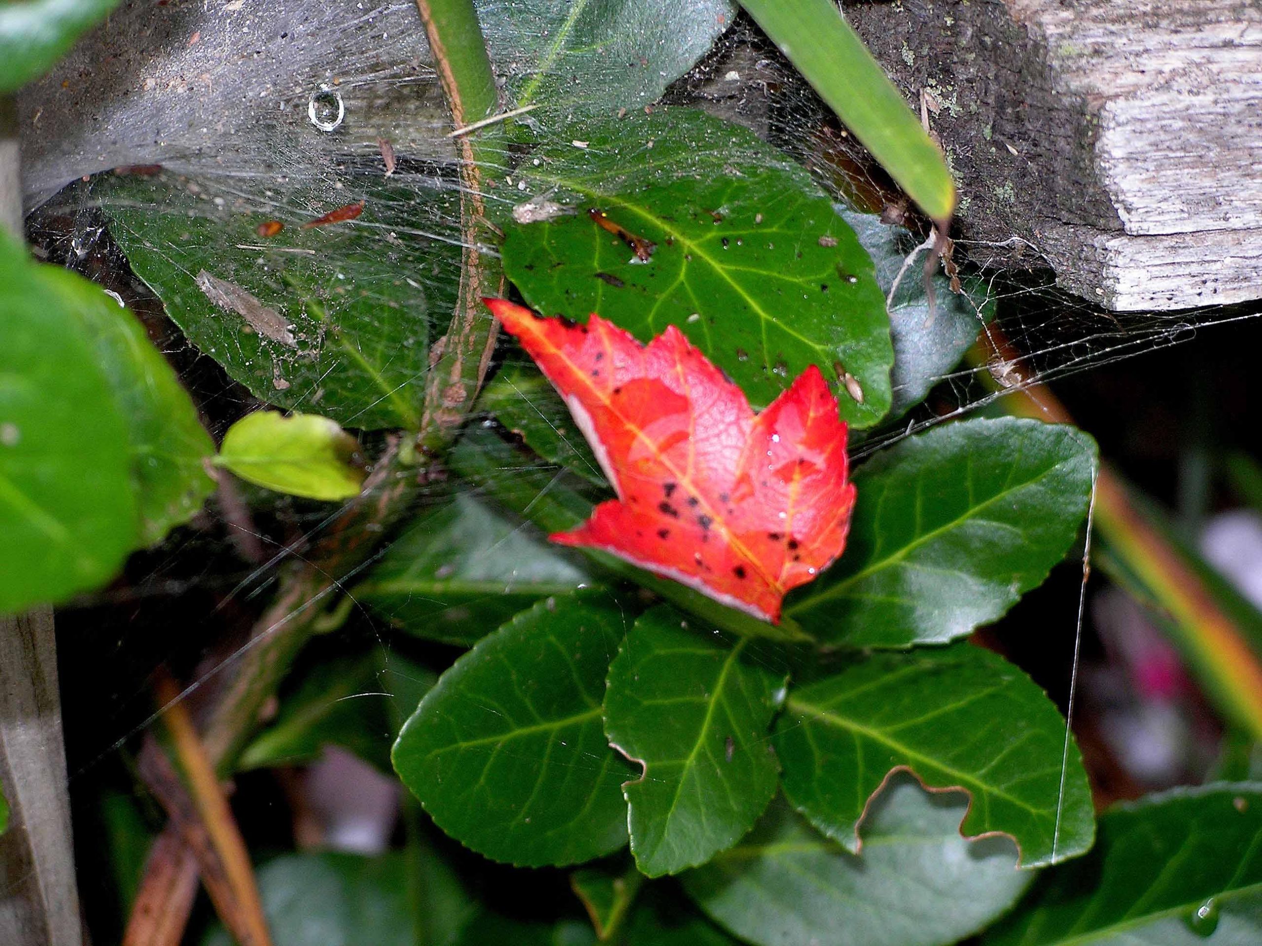 Nature&#8217;s Web: Early Fall (user submitted)