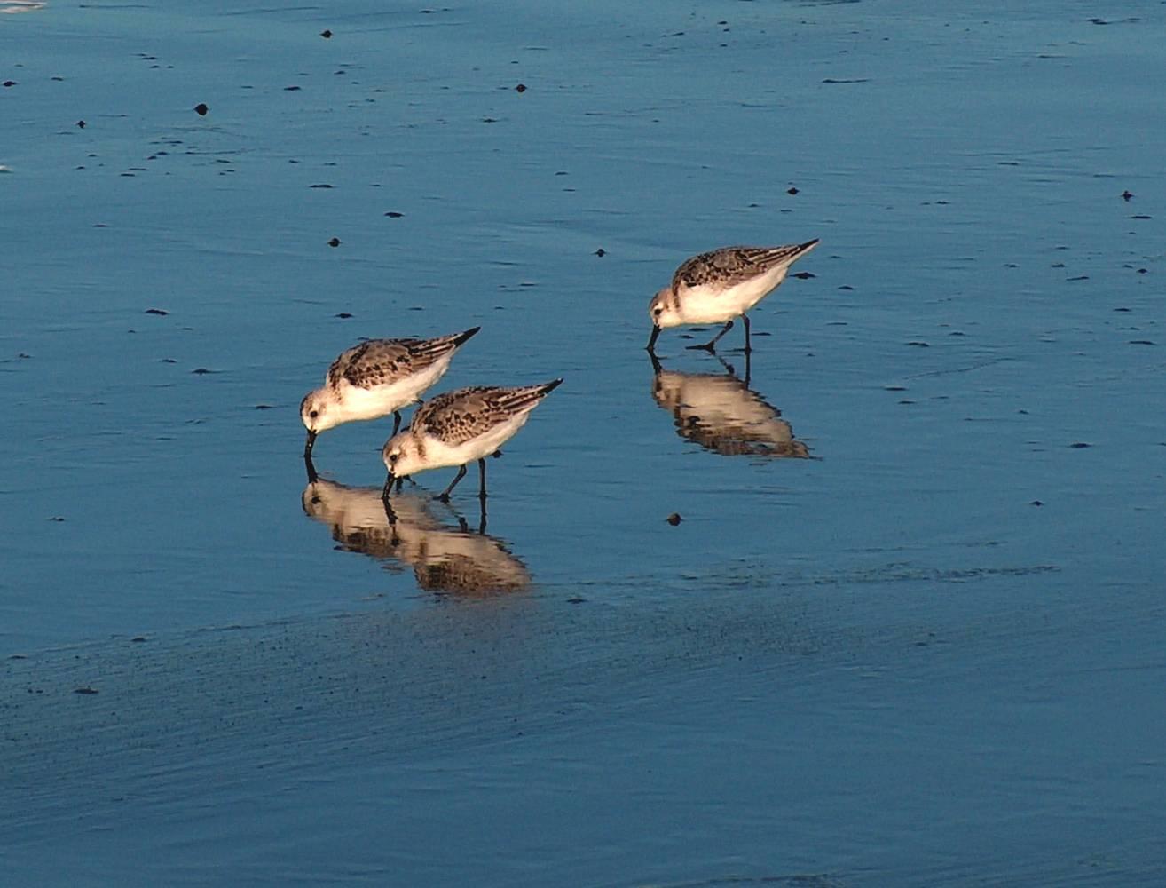 Sandpipers (user submitted)