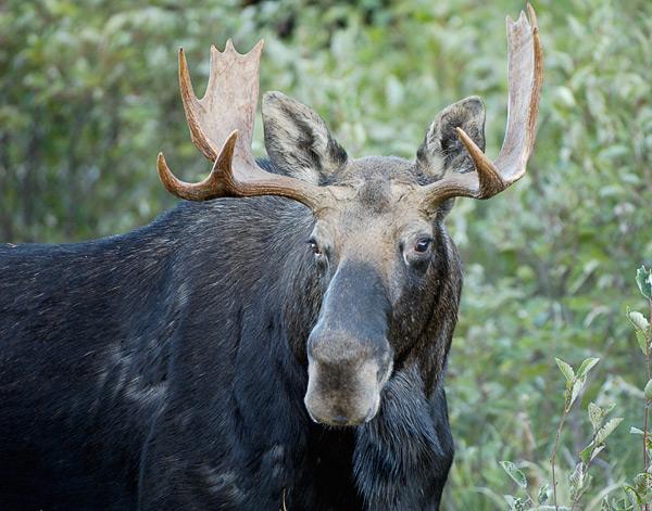 Moose Portrait in Rangely, Maine (user submitted)