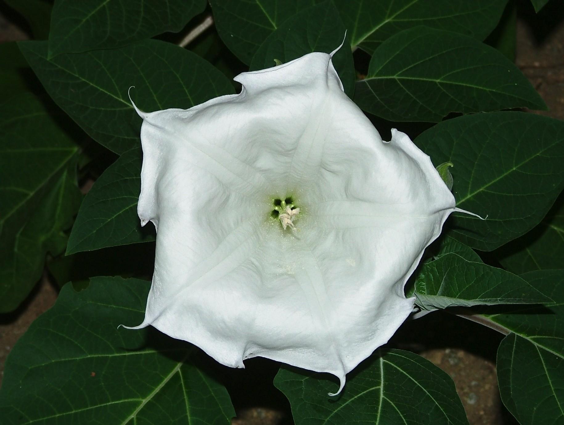 Moonflower (user submitted)