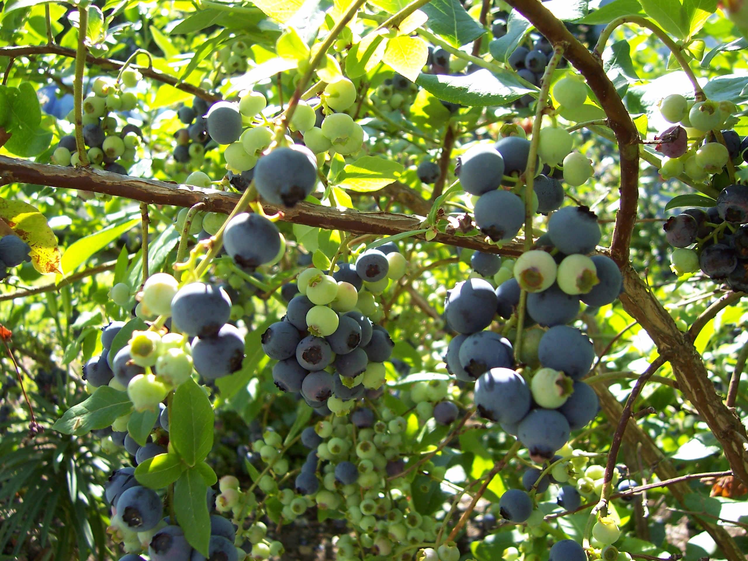 Blueberries (user submitted)