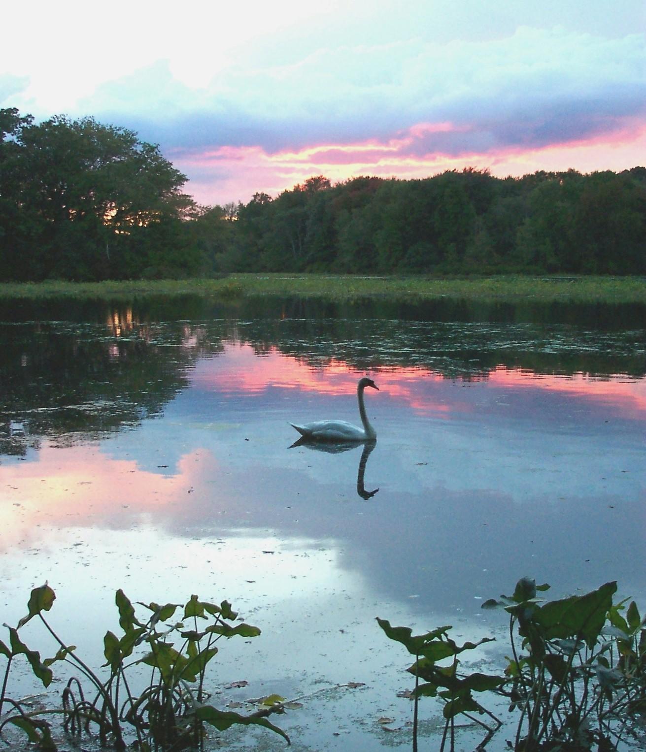 Sunset Swan (user submitted)