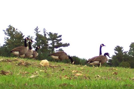 Geese in the Gardens at Tuttle&#8217;s Farm (user submitted)