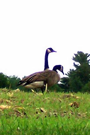 At Quick Glance: Two-Headed Goose (user submitted)