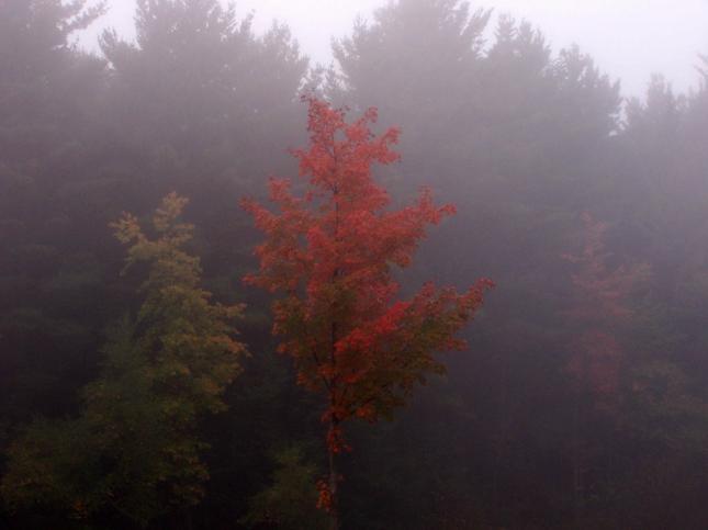 Foggy morn (user submitted)