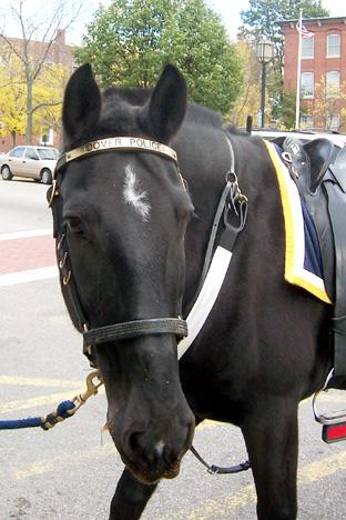 Dover Police Horse (user submitted)