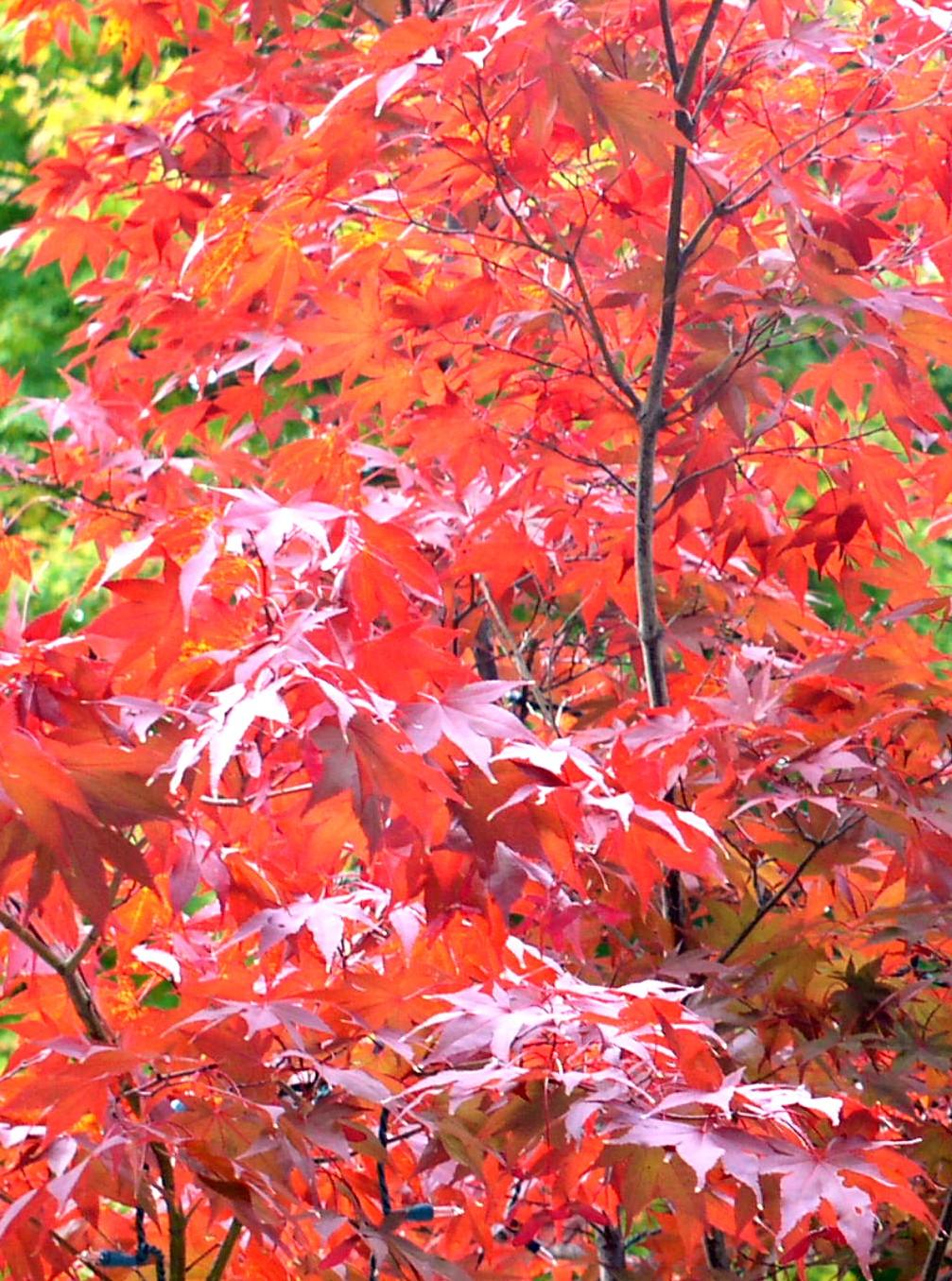 Crimson Maple (user submitted)