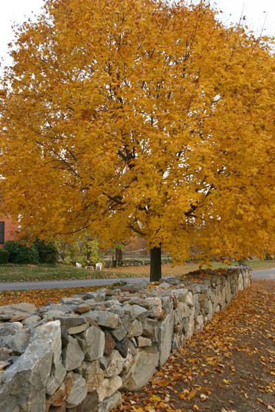 A Blanket of Gold Atop a Sturdy Wall 