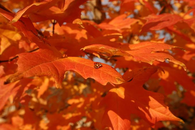 Ladybug Amid Red Leaves (user submitted)