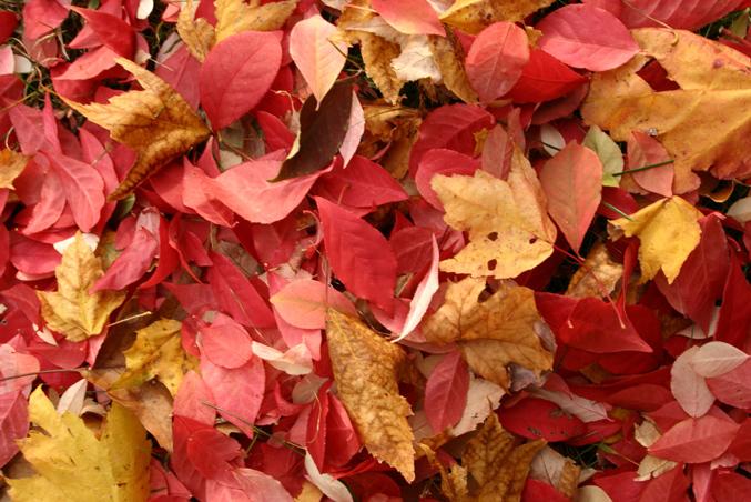 Blanket of Leaves (user submitted)
