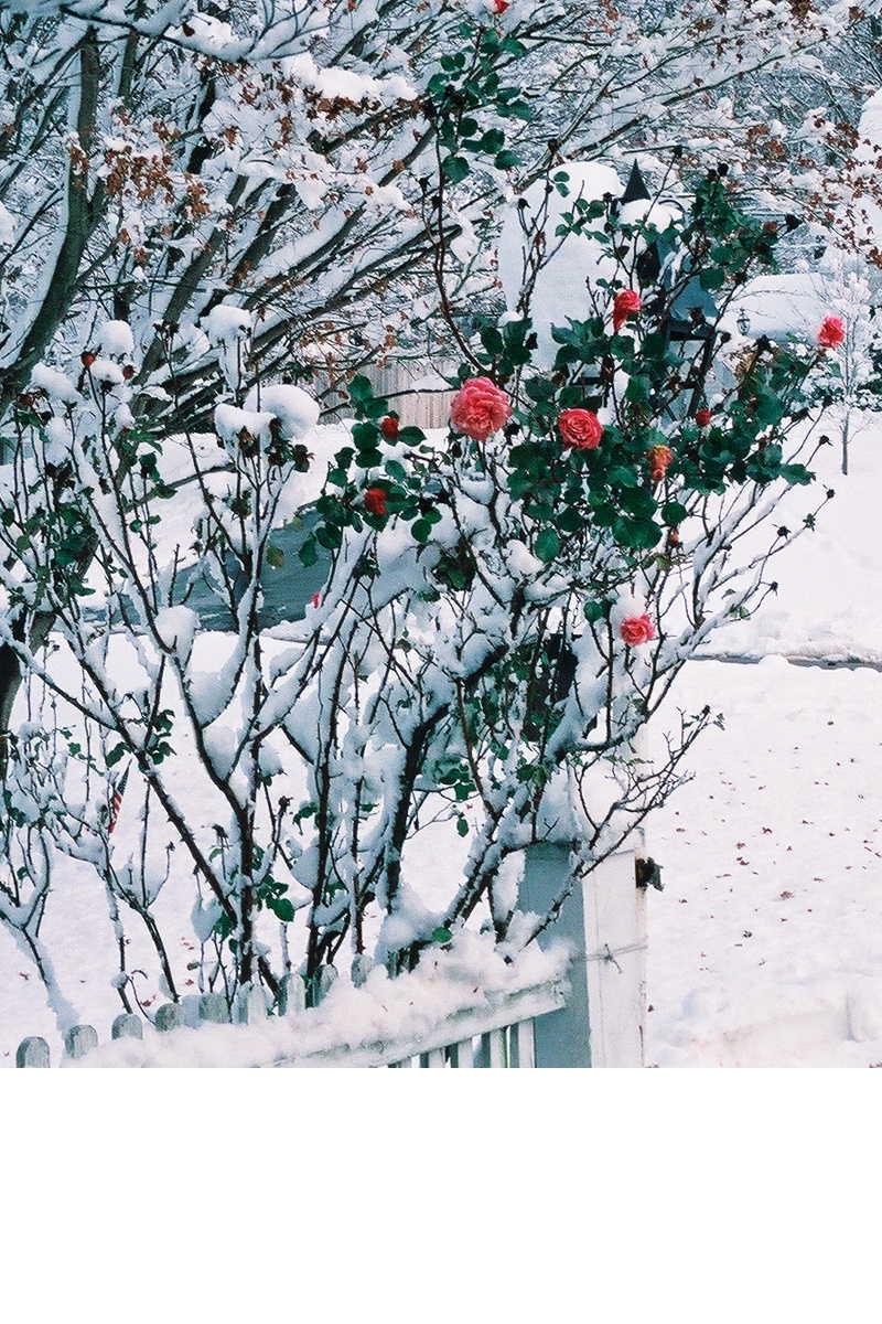 Snow Roses (user submitted)