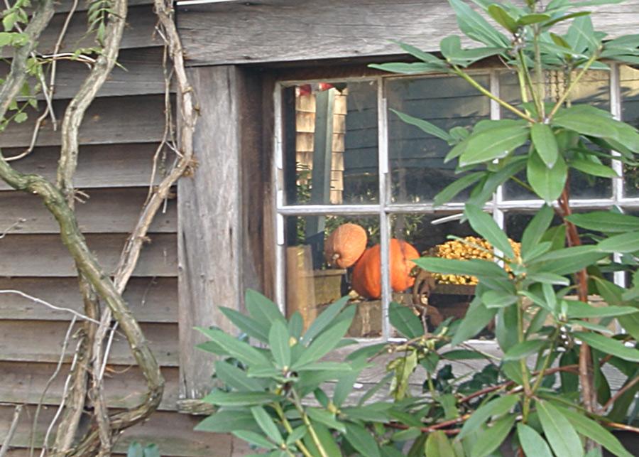 Squash Covered Porch Reflection (user submitted)