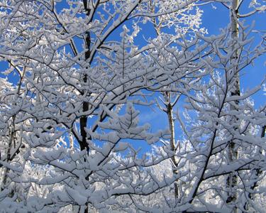 Branches of Snow - New England