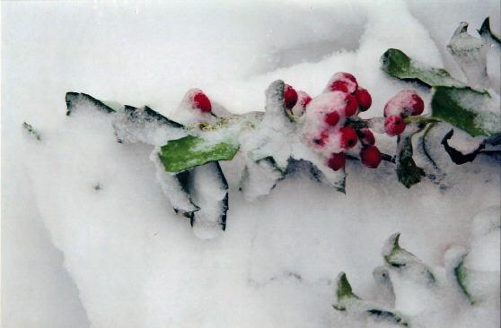Snow-covered Holly (user submitted)