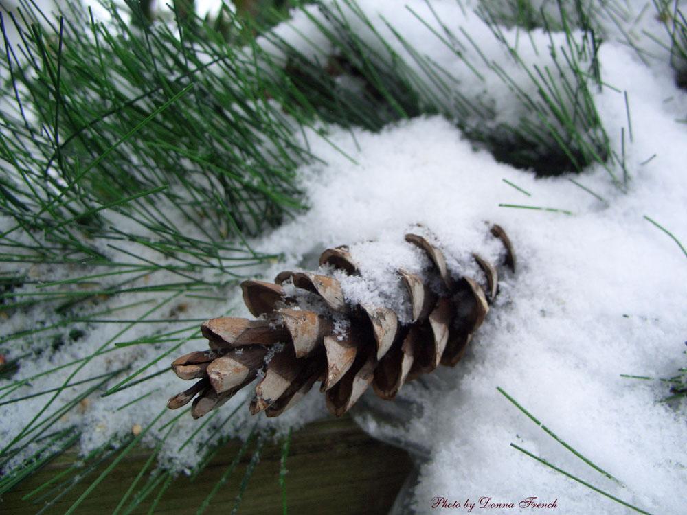 Pine Cone in Snow (user submitted)