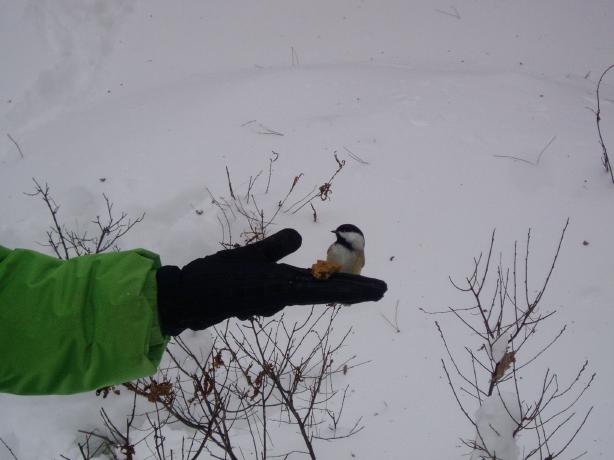 Bird in Hand (user submitted)