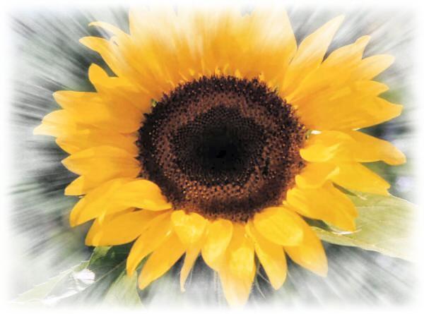 Sunflower (user submitted)