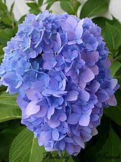 Blue Hydrangea (user submitted)