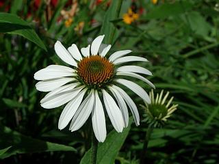 White Coneflower (user submitted)
