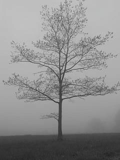 Tree in Mist (user submitted)