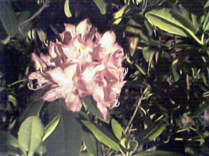 Rhododendron (user submitted)