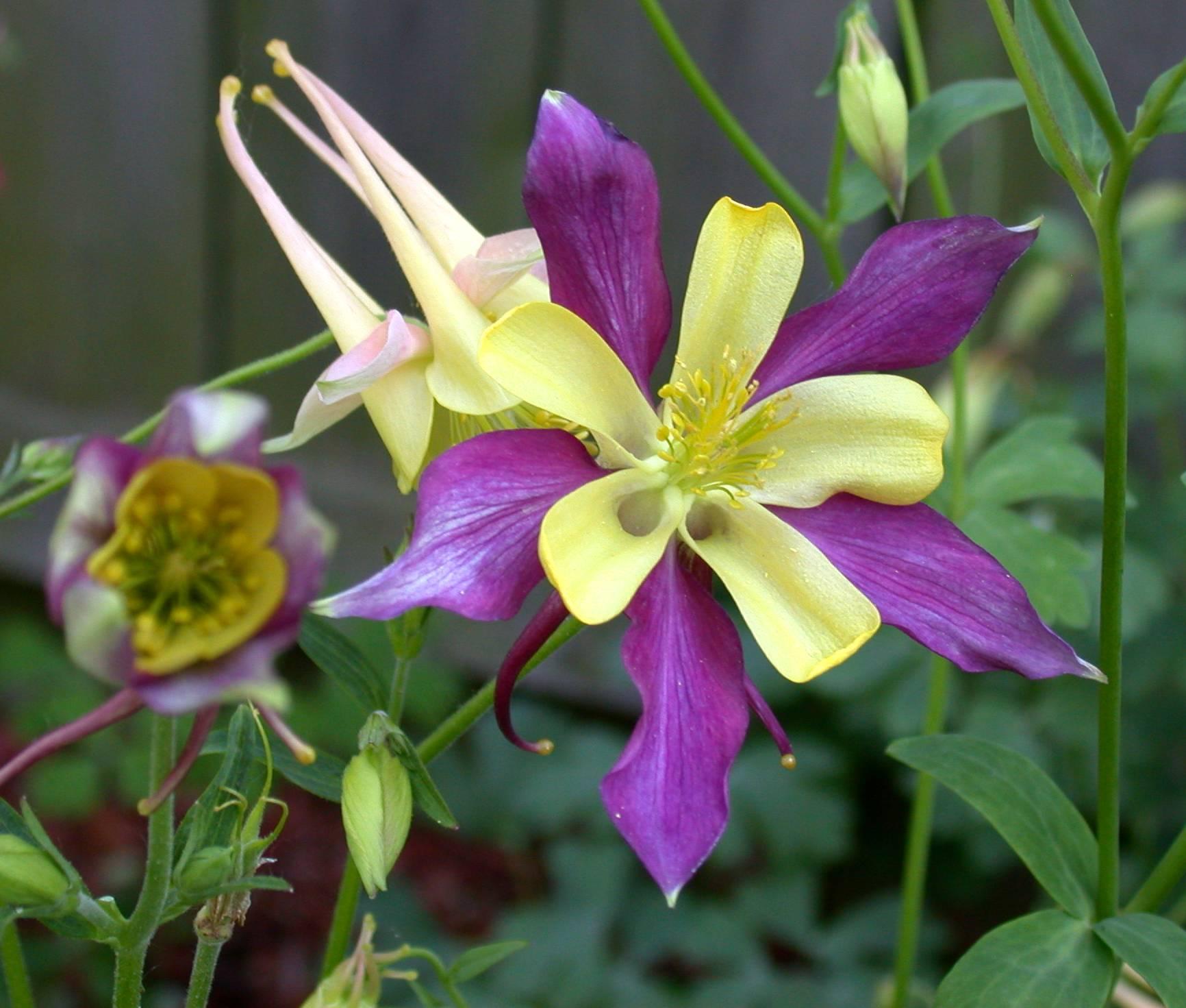 Columbine (user submitted)