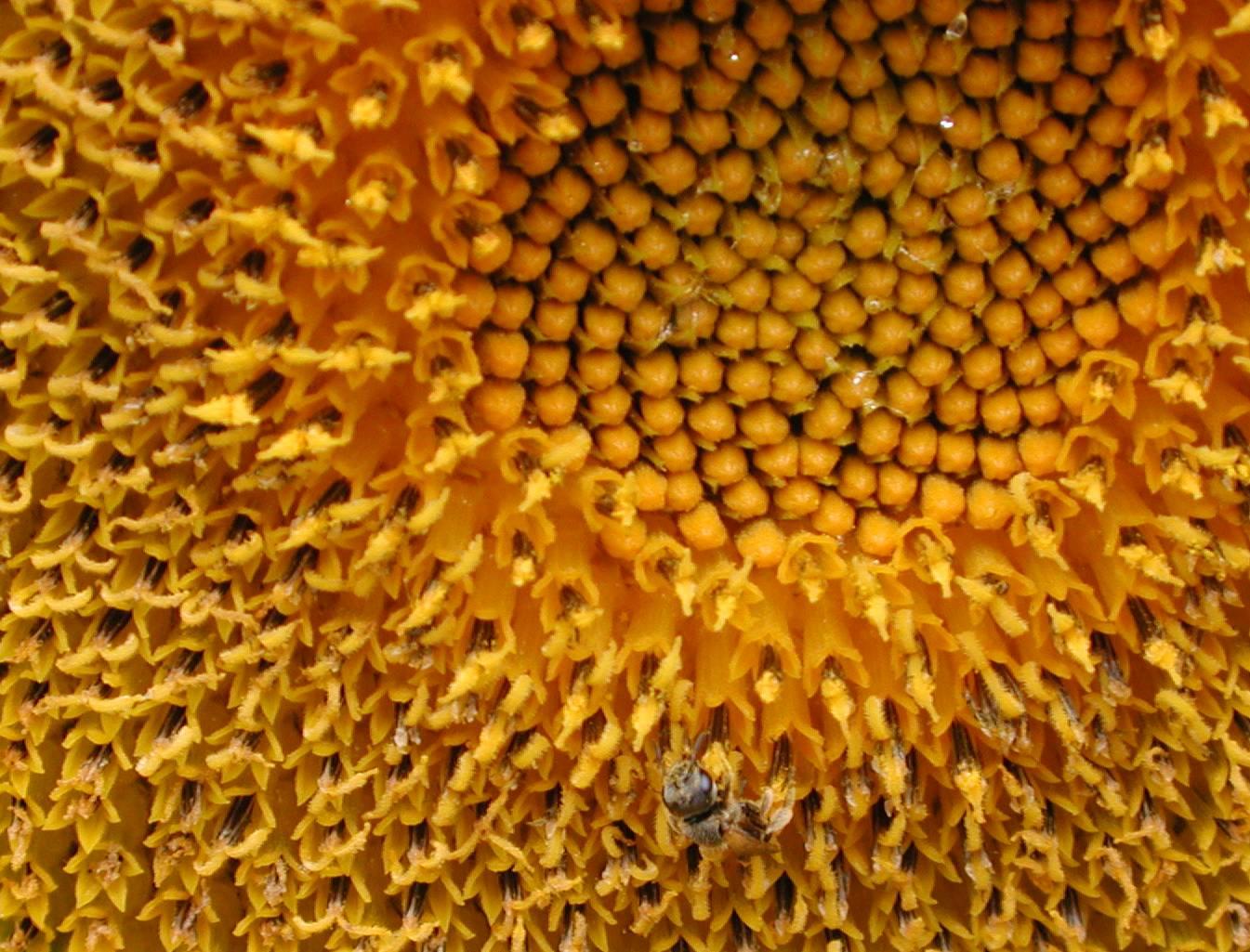 Sunflower New England