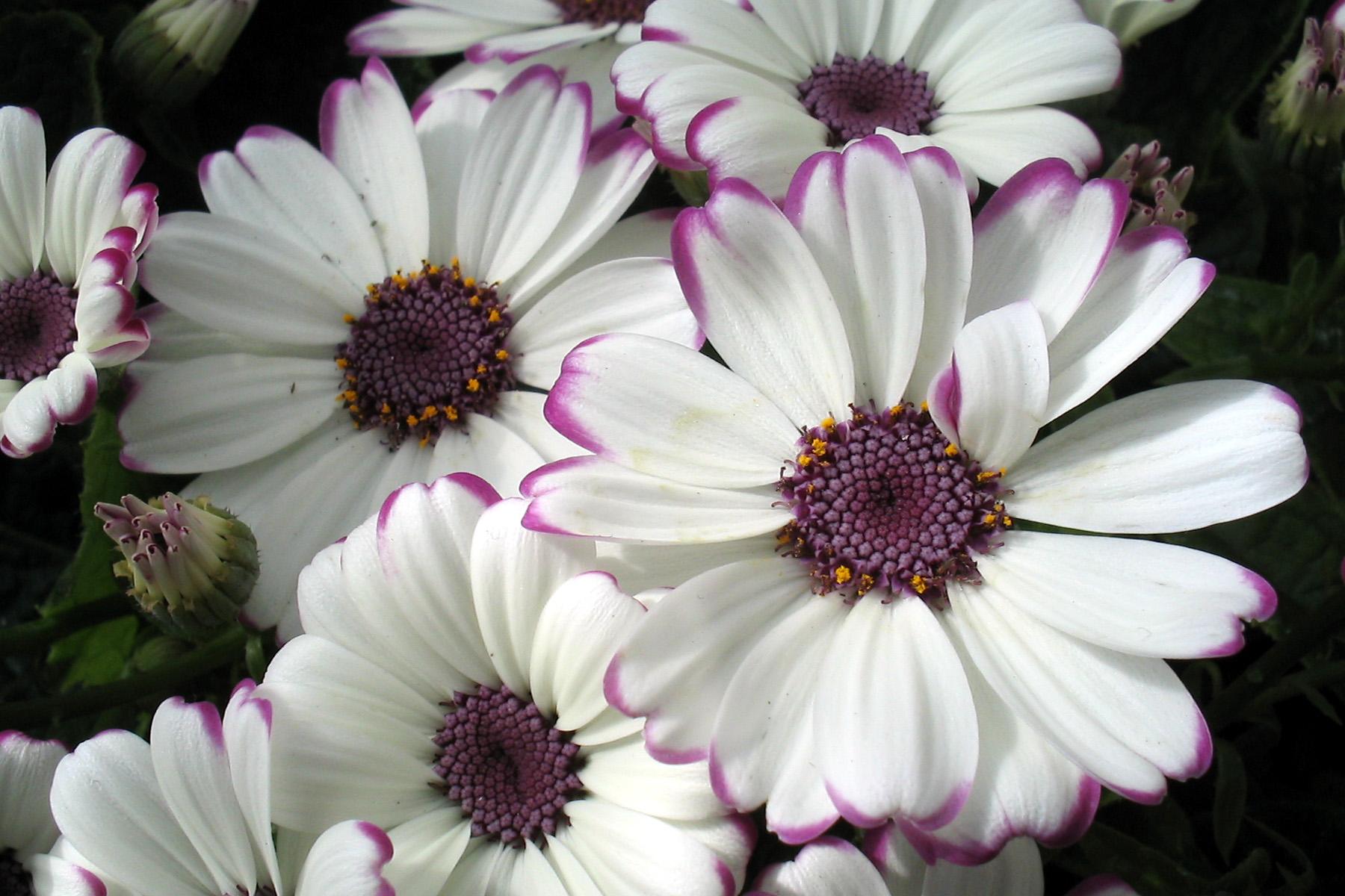 Spring Flower Show New England