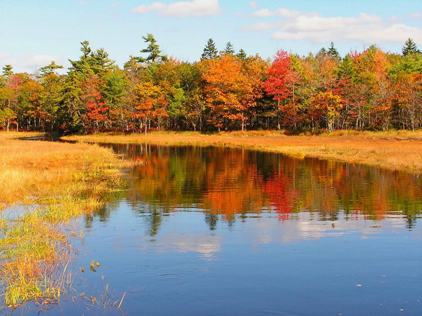 Fall in Rachel Carson Preserve (user submitted)