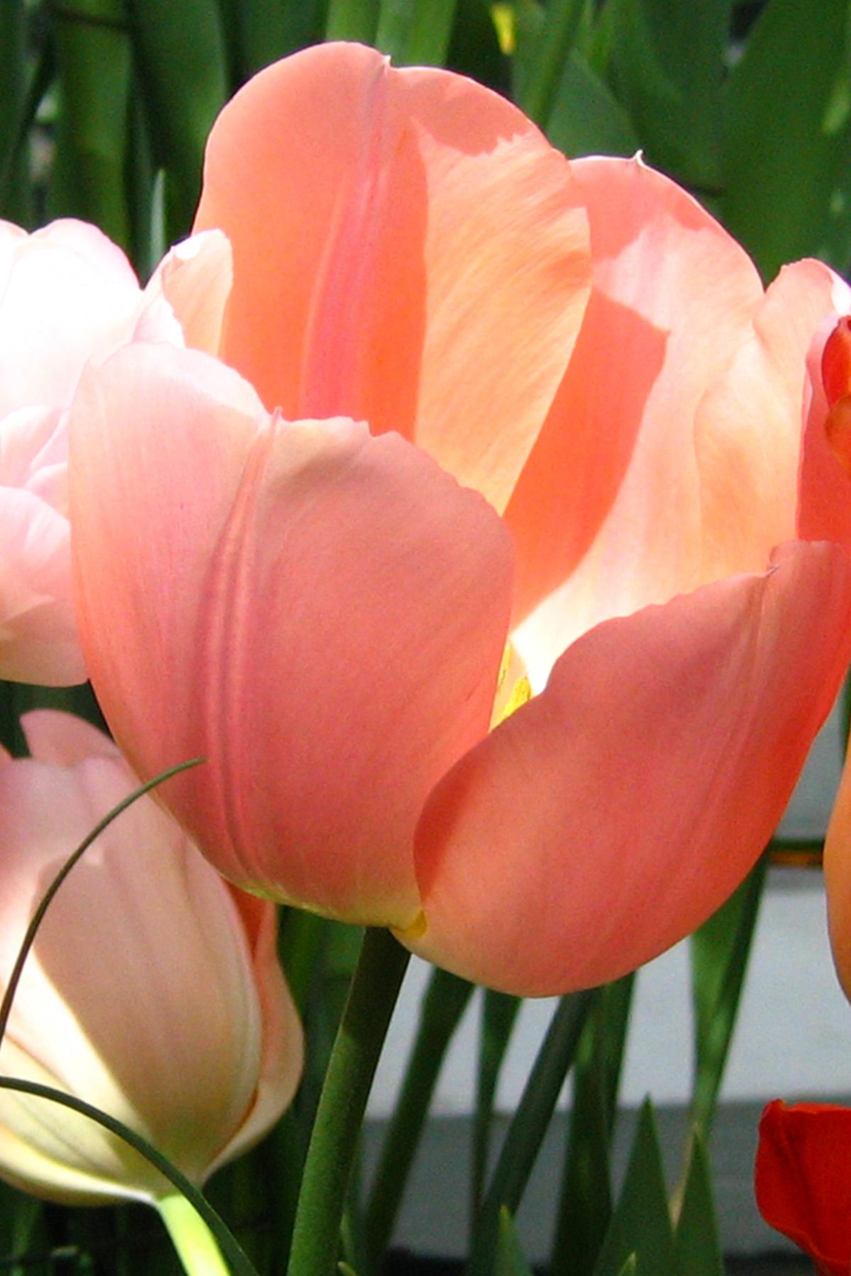Spring Tulips (user submitted)