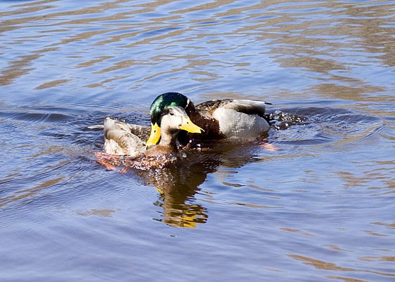 Territorial Male Mallard (user submitted)